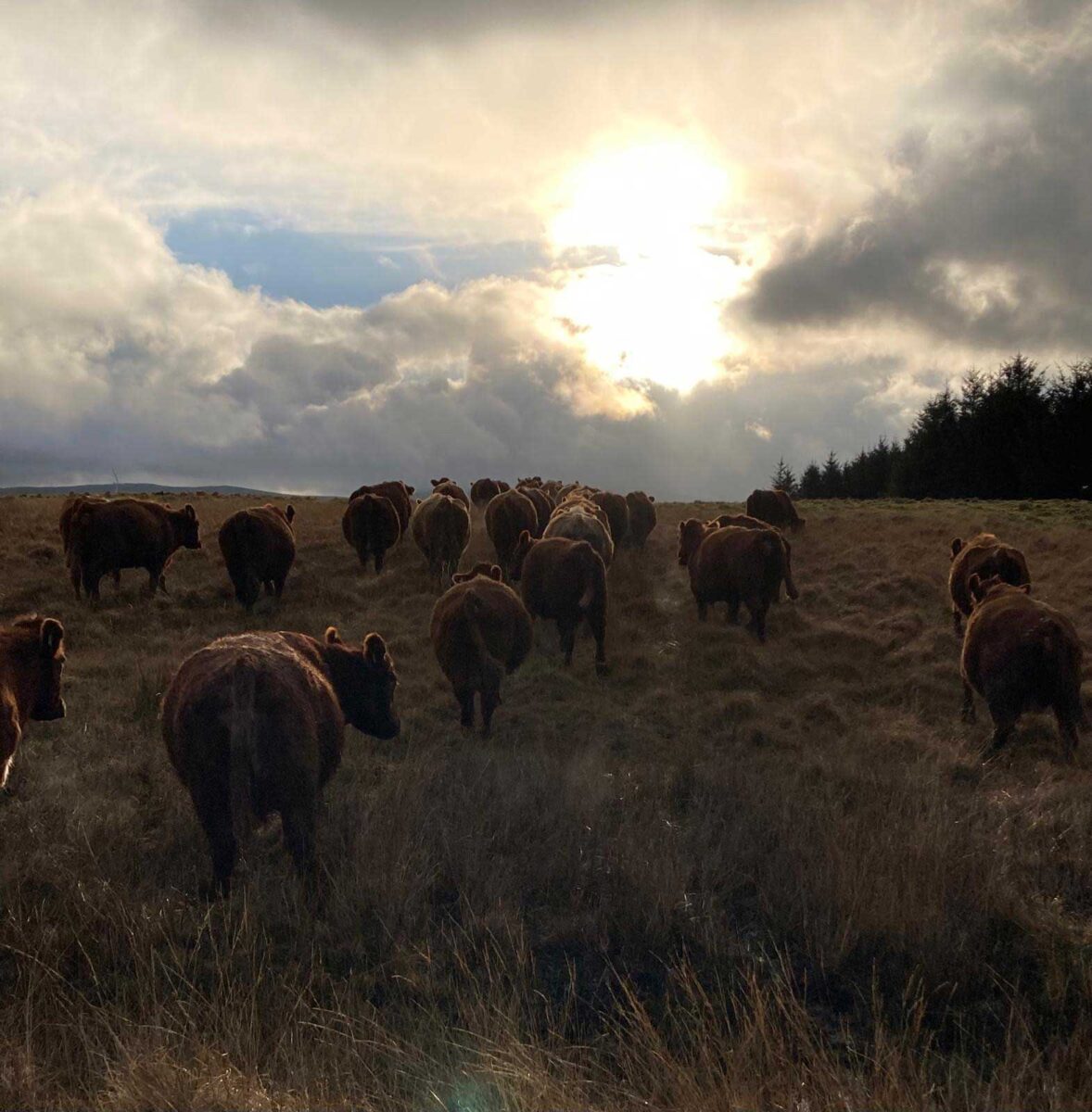 cows-landscape-farming-dalreoch-bardrochat-estates-1