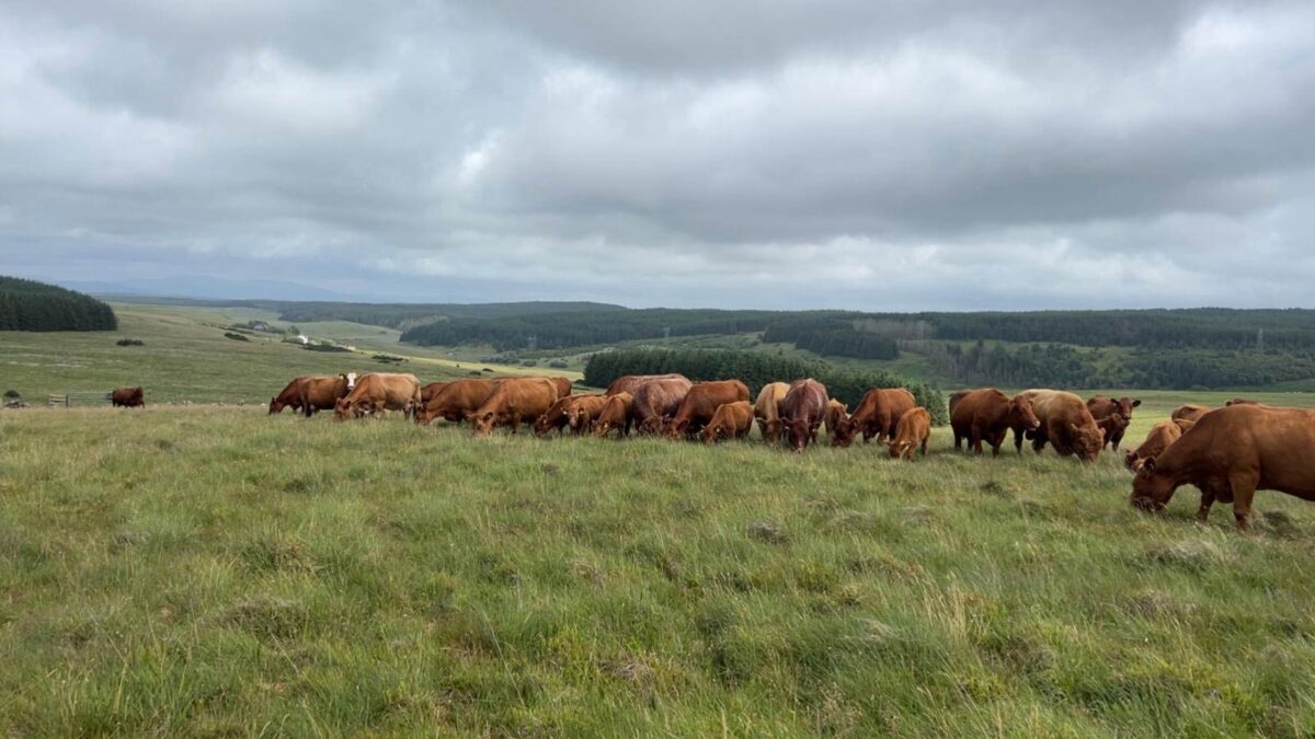 cows-landscape-farming-dalreoch-bardrochat-estates