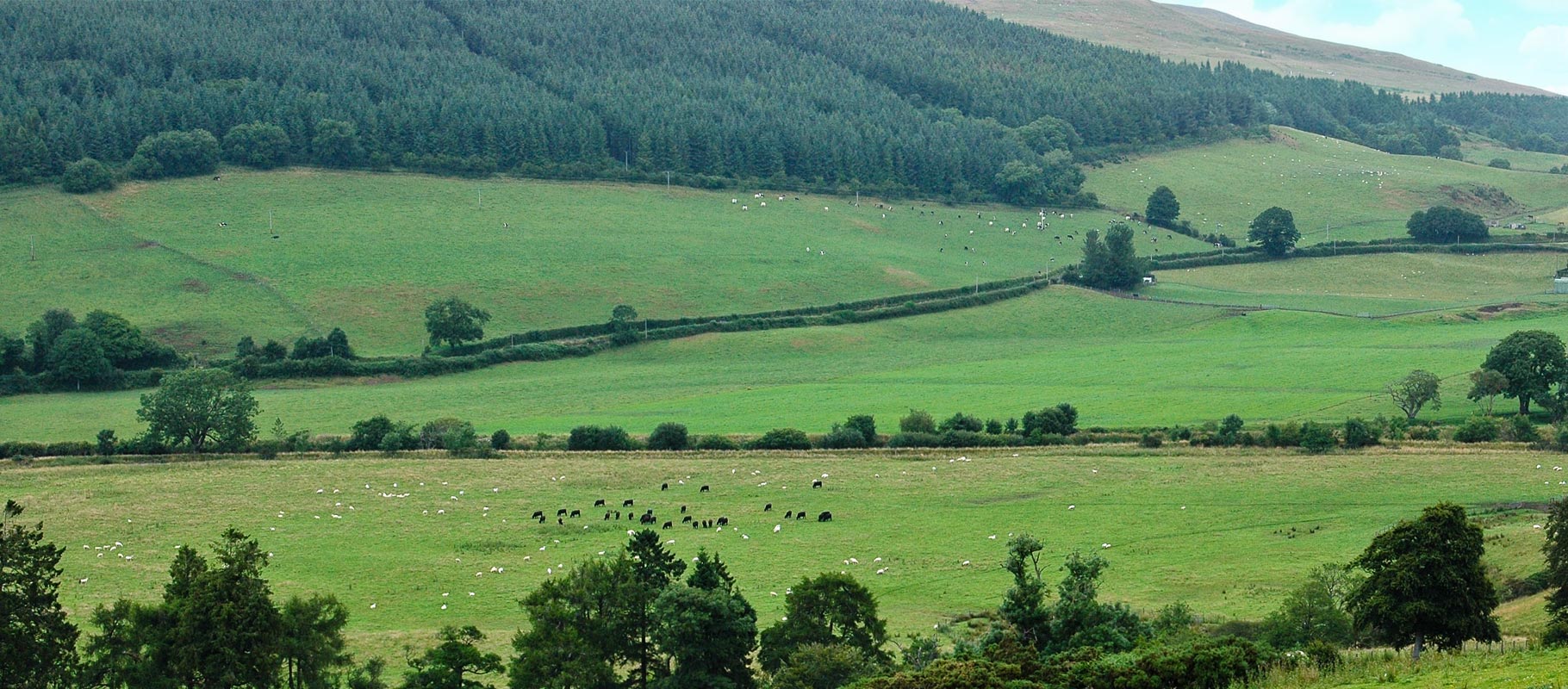 Dalreoch & Bardrochat Farming & Sporting Estate — background image 5