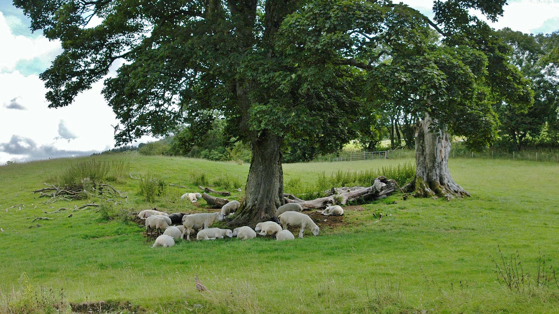 Dalreoch & Bardrochat Farming & Sporting Estate — background image 2
